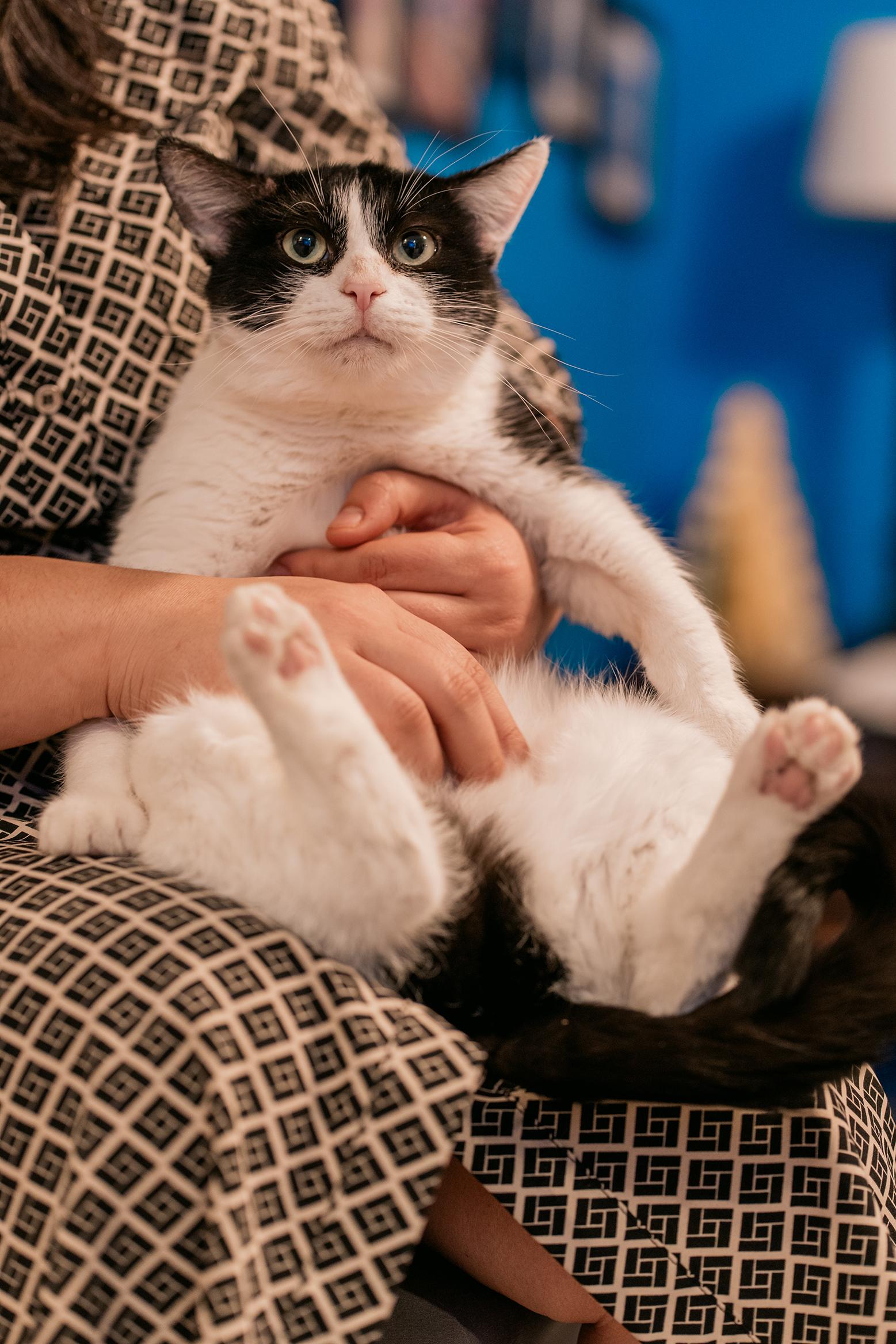 Enlarge Duvalin (FeLV+), a Adoptable Domestic Short Hair in Philadelphia, PA image 1/6
