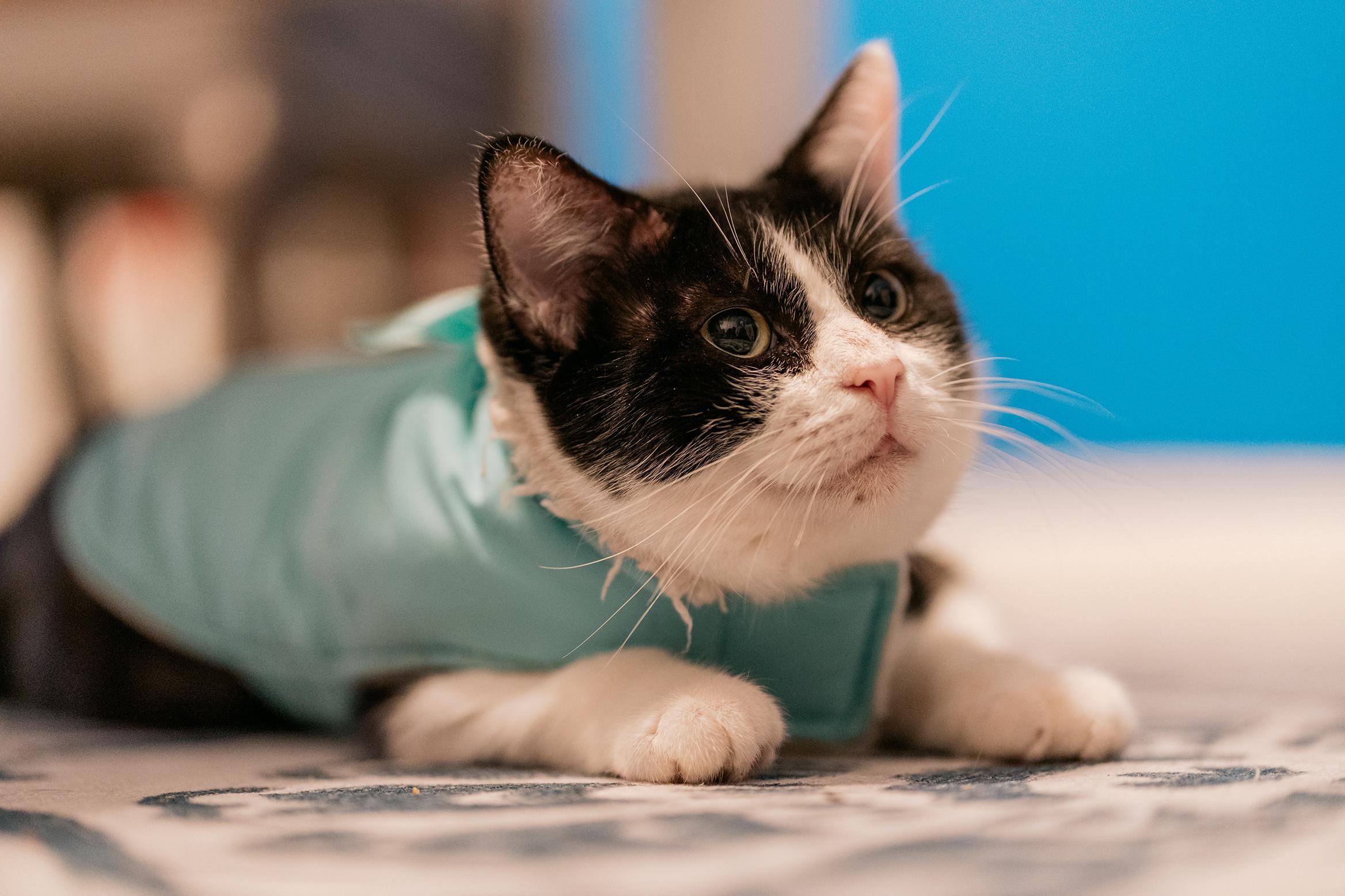 Enlarge Duvalin (FeLV+), a Adoptable Domestic Short Hair in Philadelphia, PA image 2/6