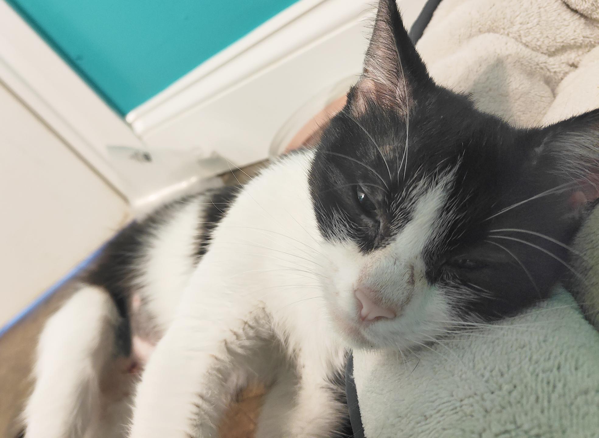 Enlarge Duvalin (FeLV+), a Adoptable Domestic Short Hair in Philadelphia, PA image 5/6