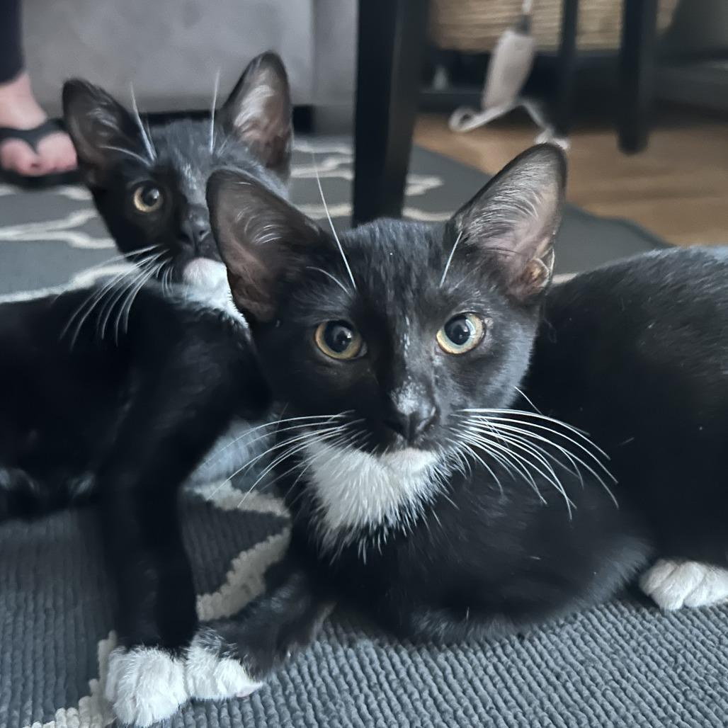 Hi Jinx — thumbnail 2