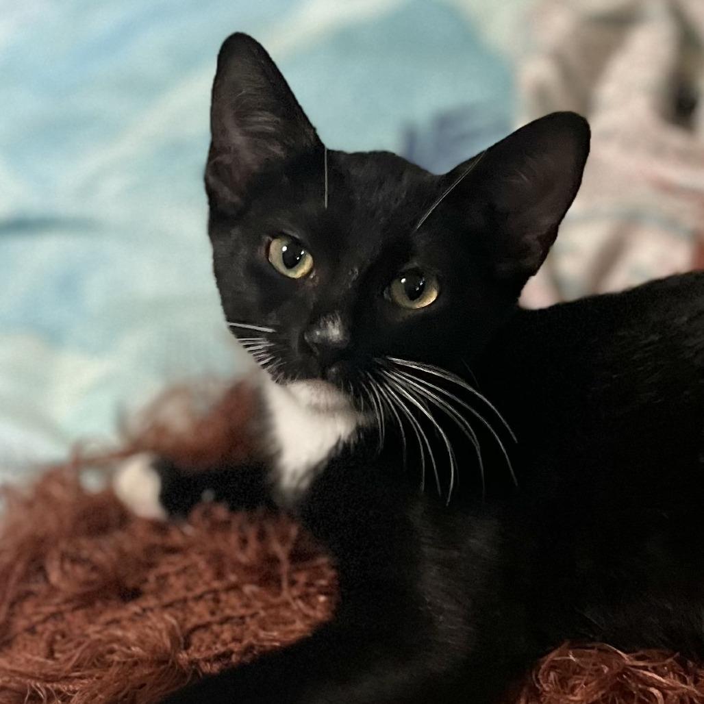 Hi Jinx — thumbnail 3