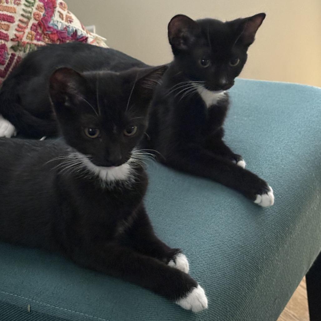 Hi Jinx — thumbnail 4