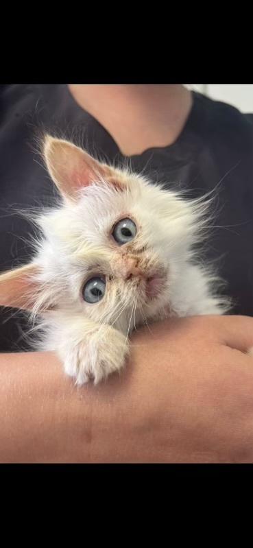 Tuna  (bonded with Mackerel), Adoptable, Kitten Male Domestic Long Hair.