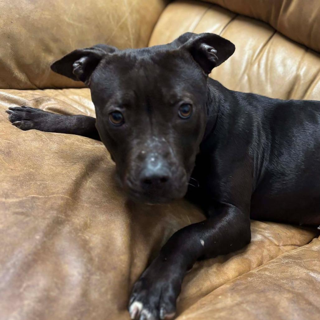 Prissy/Vanellope von Schweetz, Adoptable, Adult Female Terrier.