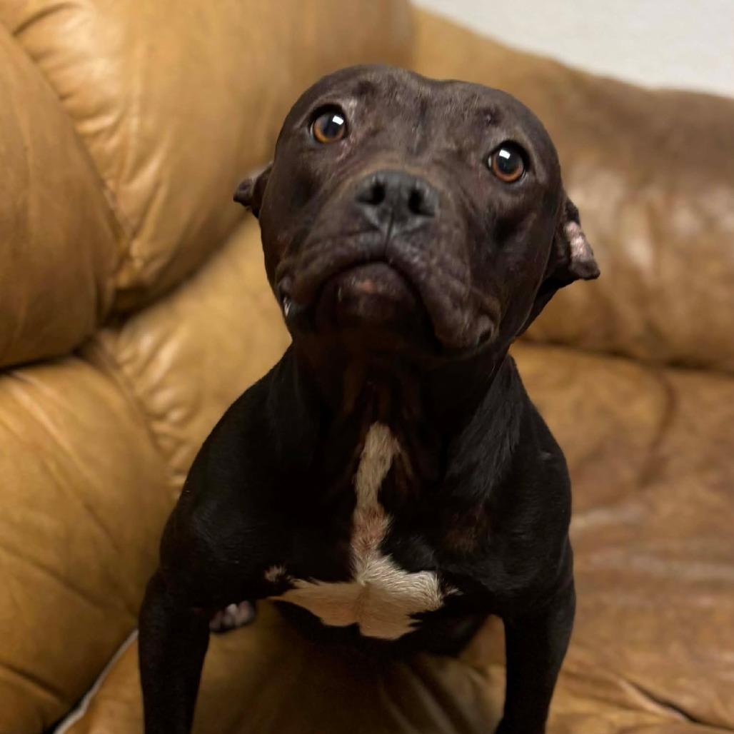 Enlarge Prissy/Vanellope von Schweetz, a Adoptable Terrier in Hackett, AR image 2/6