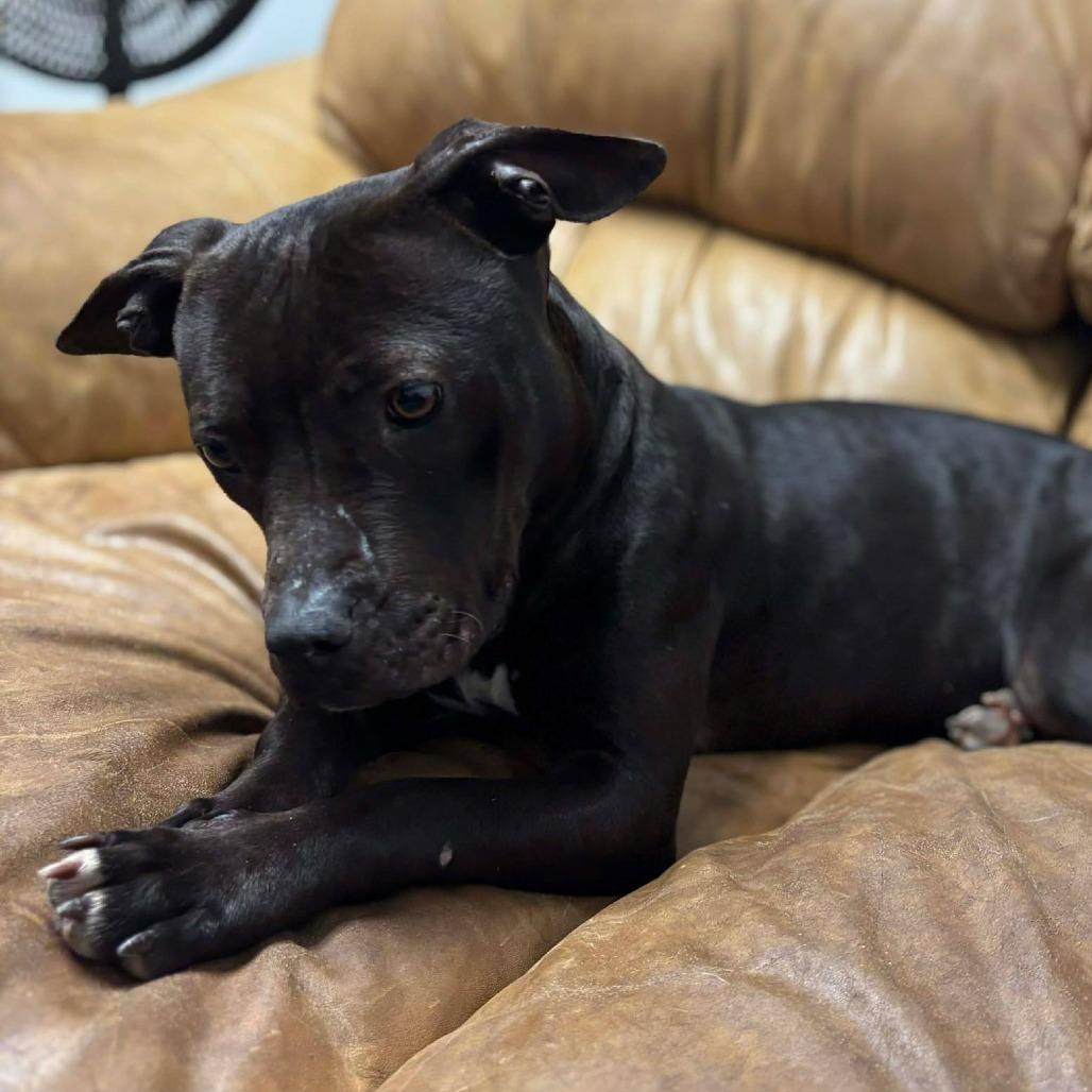 Enlarge Prissy/Vanellope von Schweetz, a Adoptable Terrier in Hackett, AR image 3/6