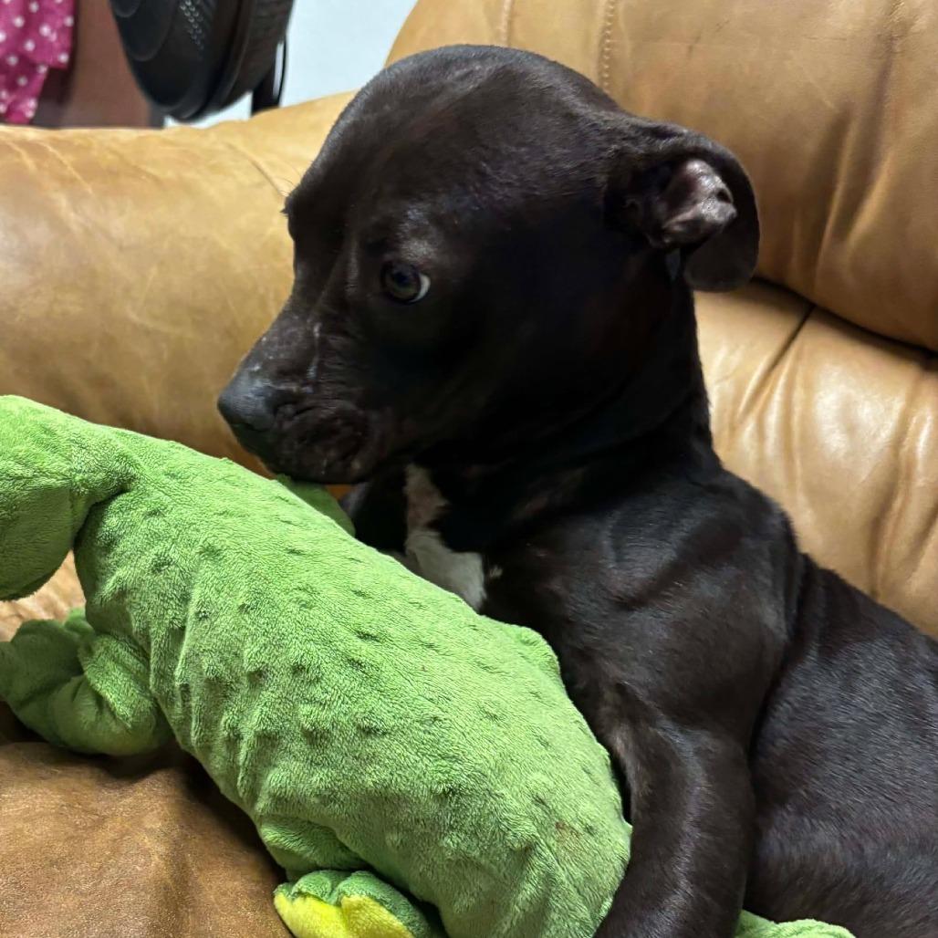 Enlarge Prissy/Vanellope von Schweetz, a Adoptable Terrier in Hackett, AR image 4/6