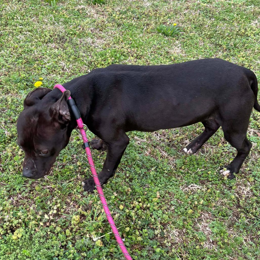 Enlarge Prissy/Vanellope von Schweetz, a Adoptable Terrier in Hackett, AR image 5/6