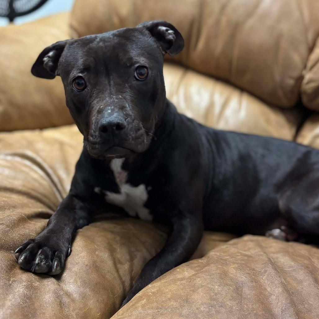 Enlarge Prissy/Vanellope von Schweetz, a Adoptable Terrier in Hackett, AR image 6/6