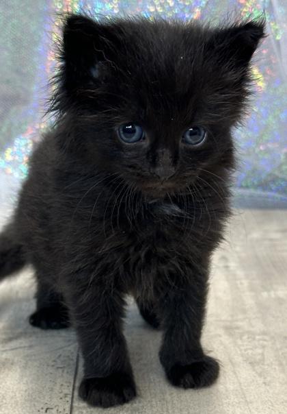 Enlarge Onyx, a Adoptable mixed breed in Shreveport, LA image 1/3