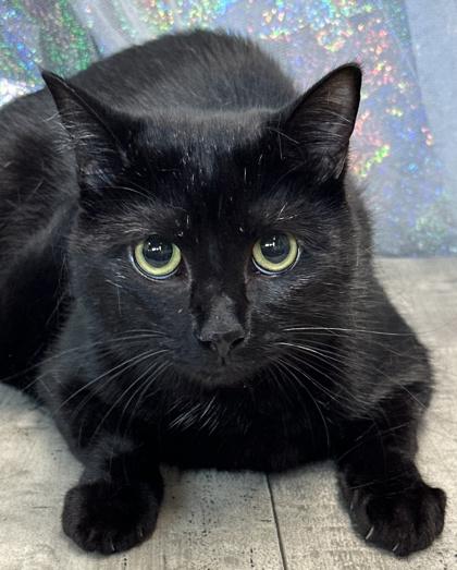 Enlarge Onyx, a Adoptable mixed breed in Shreveport, LA image 2/3