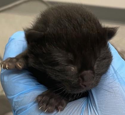 Enlarge Onyx, a Adoptable mixed breed in Shreveport, LA image 3/3