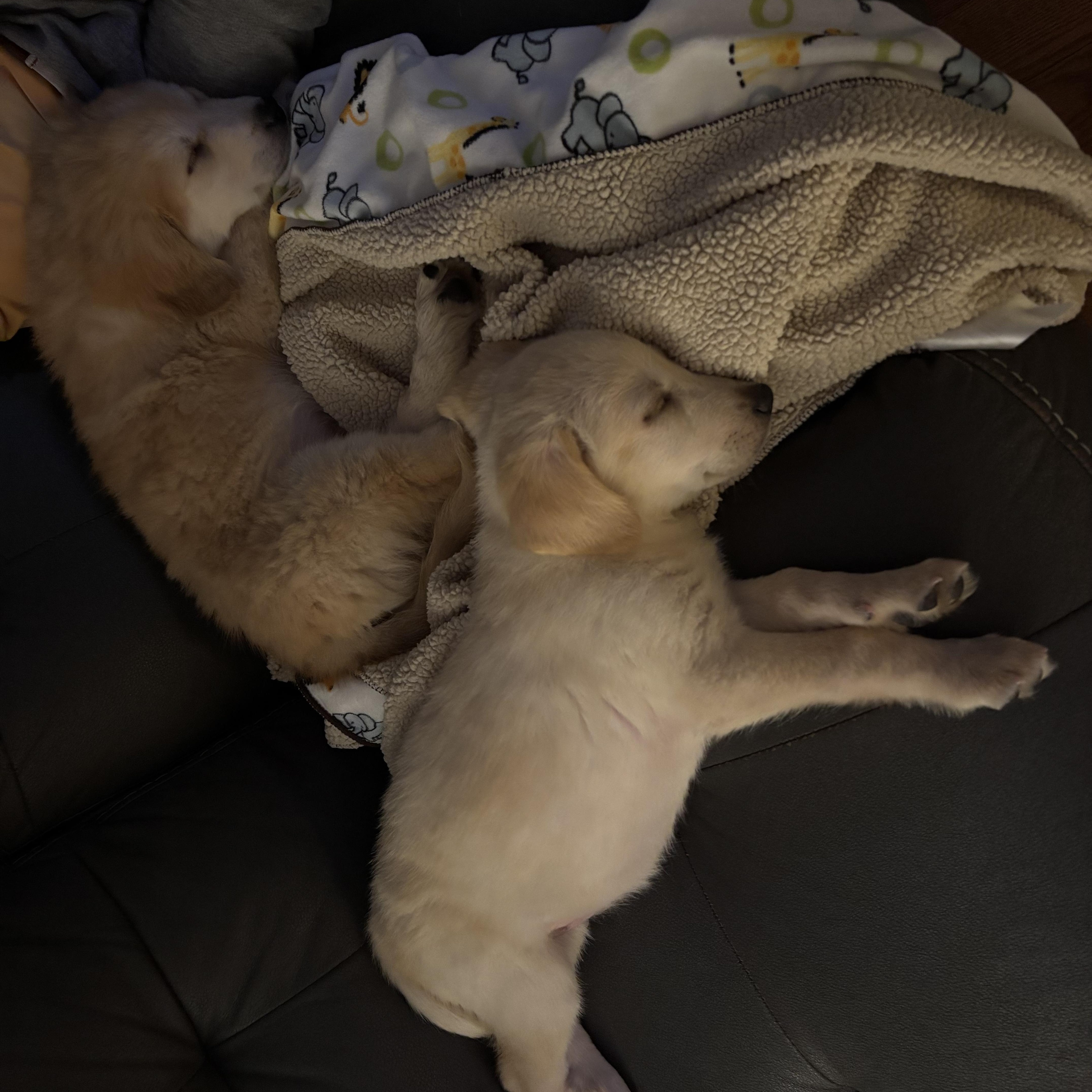 Enlarge Atticus, an adoptable mixed breed in Libertyville, IL image 6/6