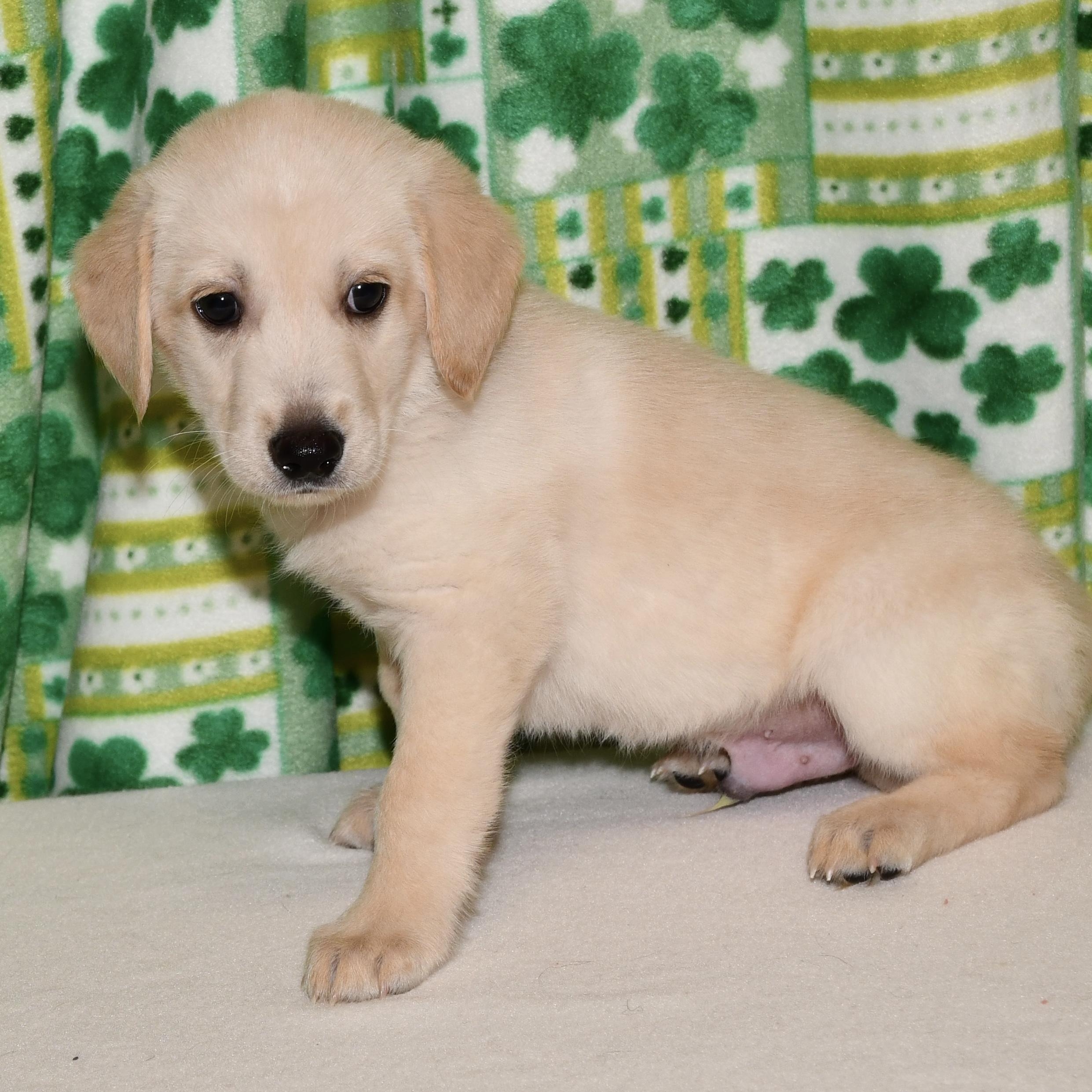 Enlarge Atticus, an adoptable mixed breed in Libertyville, IL image 2/6
