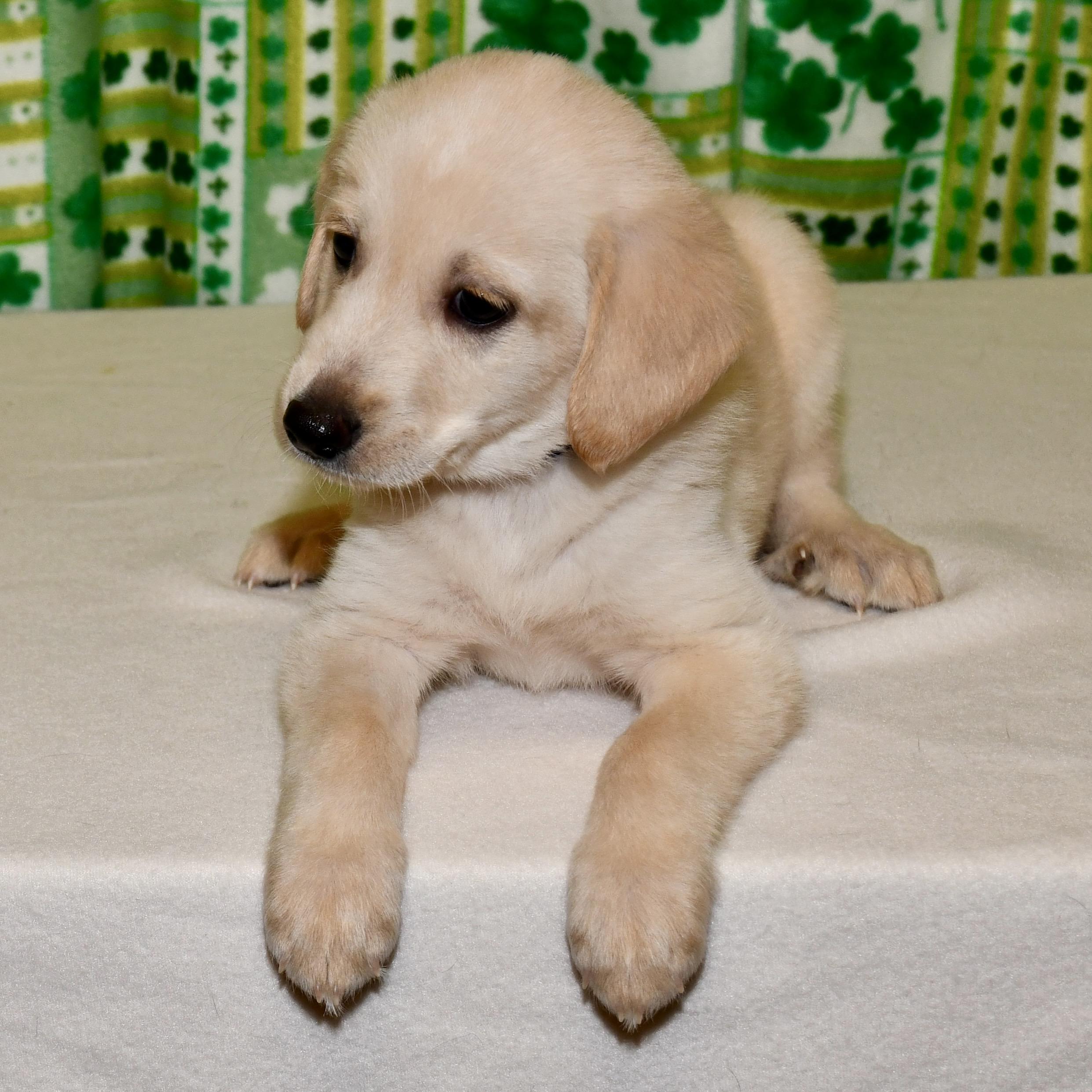Enlarge Atticus, an adoptable mixed breed in Libertyville, IL image 1/6