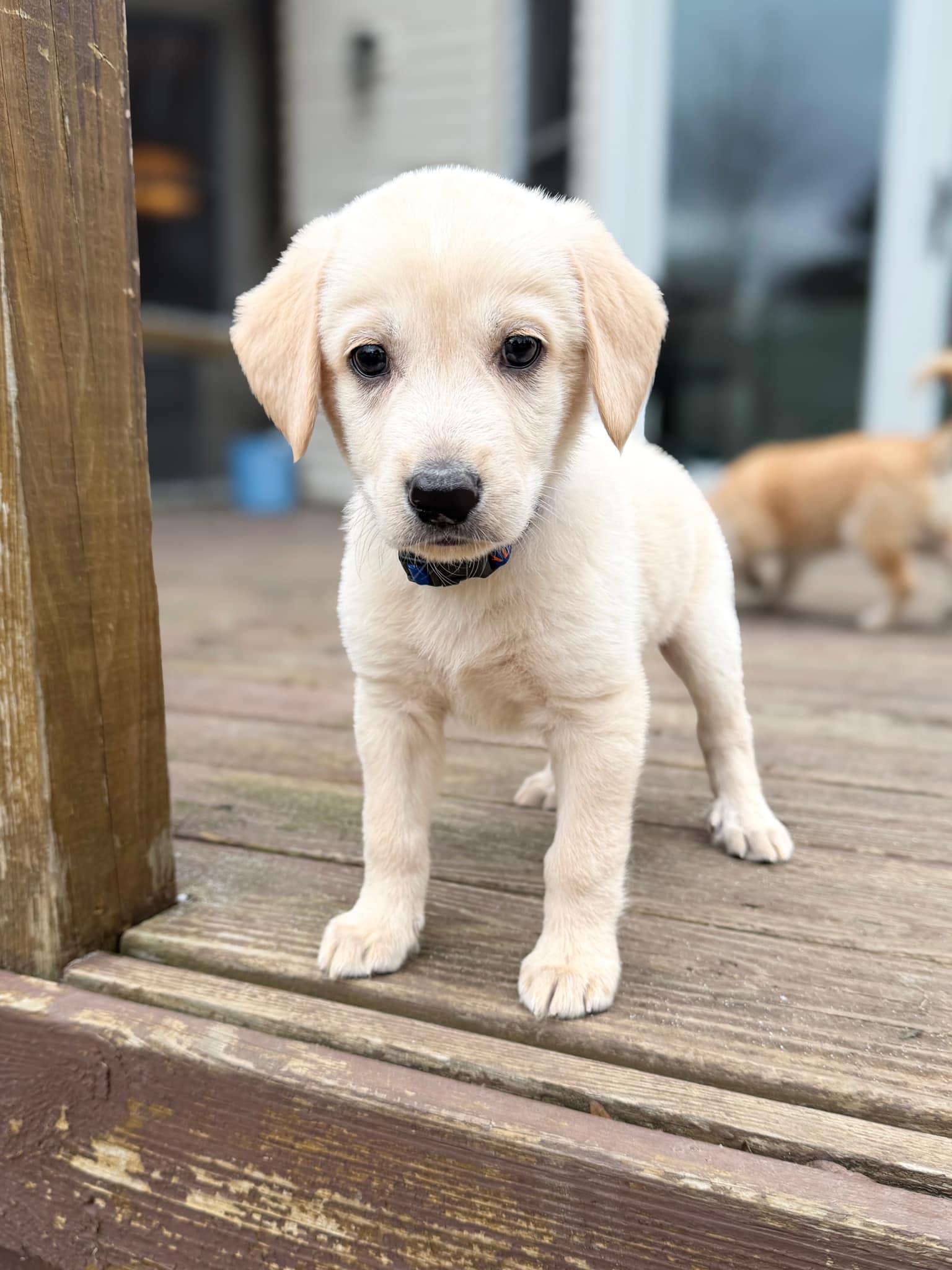 Enlarge Atticus, an adoptable mixed breed in Libertyville, IL image 4/6