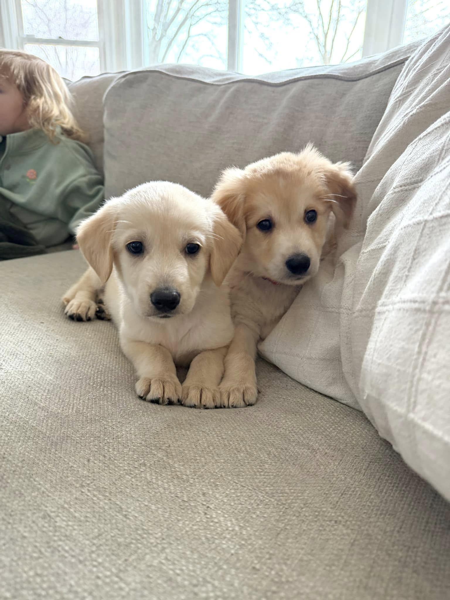 Enlarge Atticus, an adoptable mixed breed in Libertyville, IL image 5/6