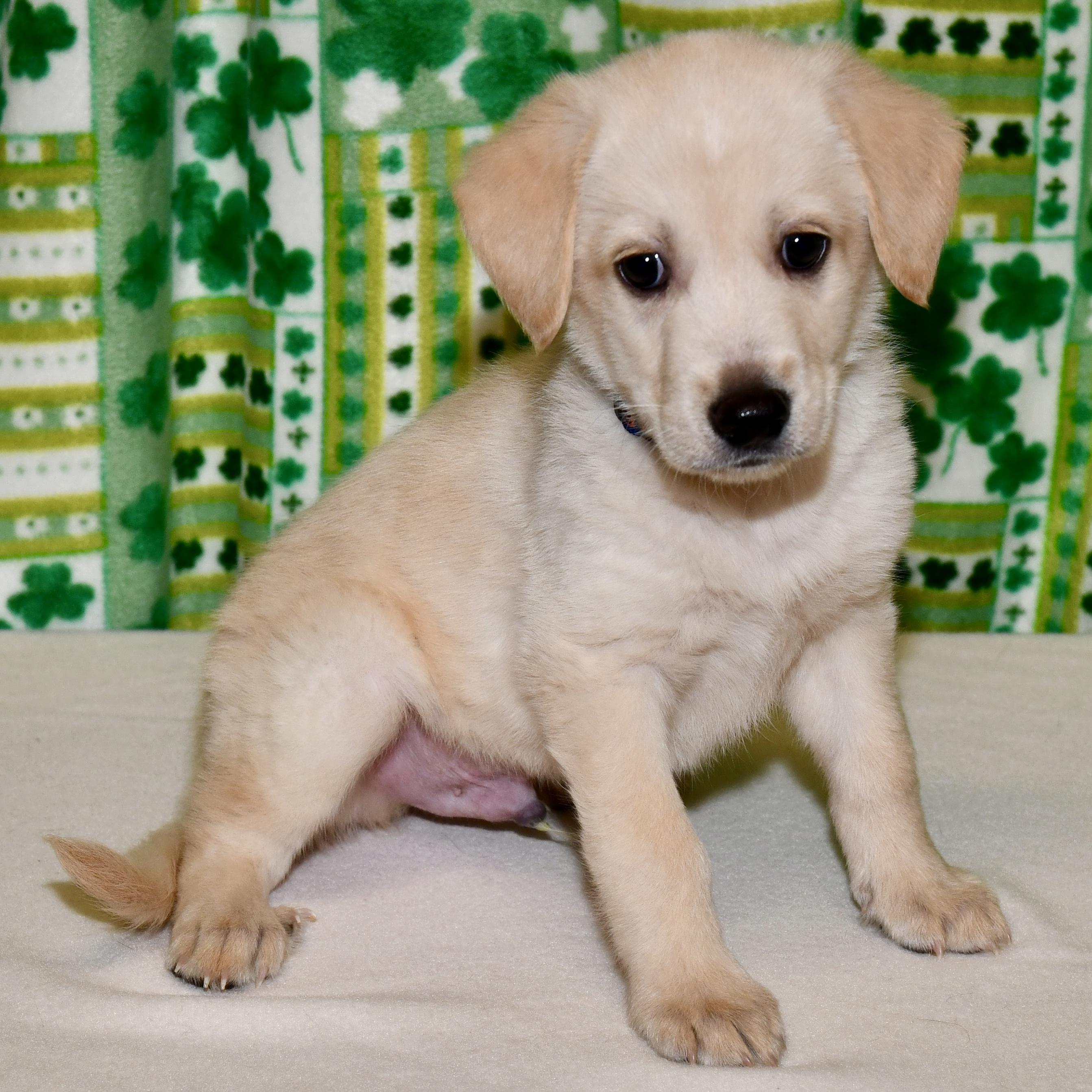 Enlarge Atticus, an adoptable mixed breed in Libertyville, IL image 3/6