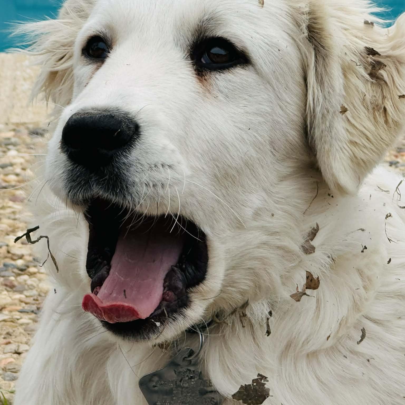 Cash SAT, Adoptable, Puppy Male Great Pyrenees.