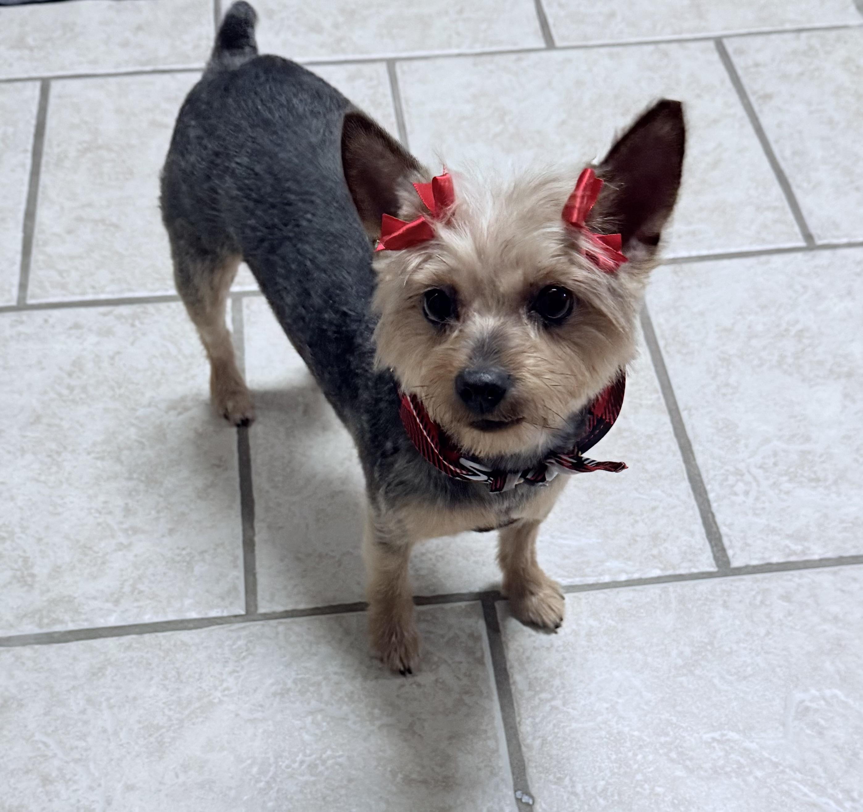 Ginger, a ADOPTABLE Yorkshire Terrier in Little Elm, TX image 2/2