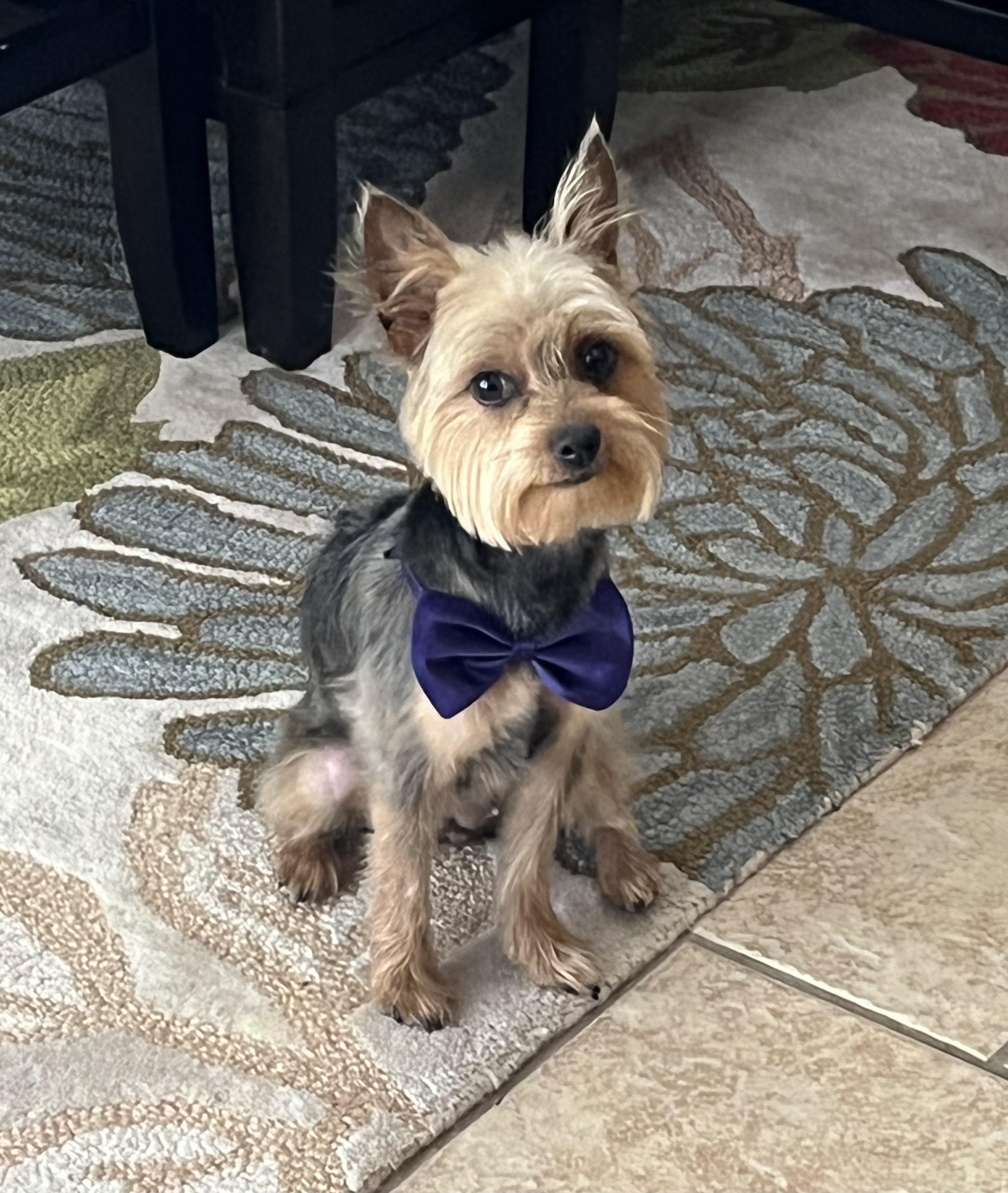 Ginger, a ADOPTABLE Yorkshire Terrier in Little Elm, TX image 1/2