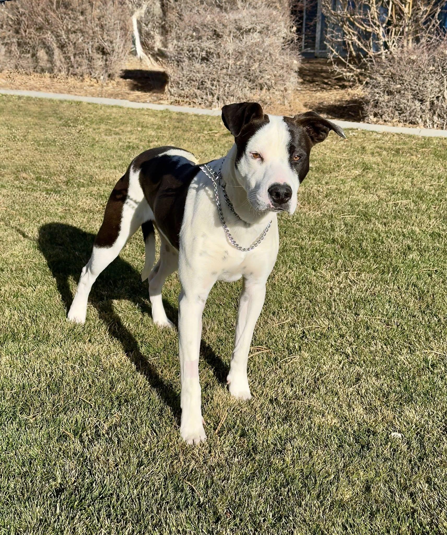 Enlarge OJ, a ADOPTABLE mixed breed in Gardnerville, NV image 1/1
