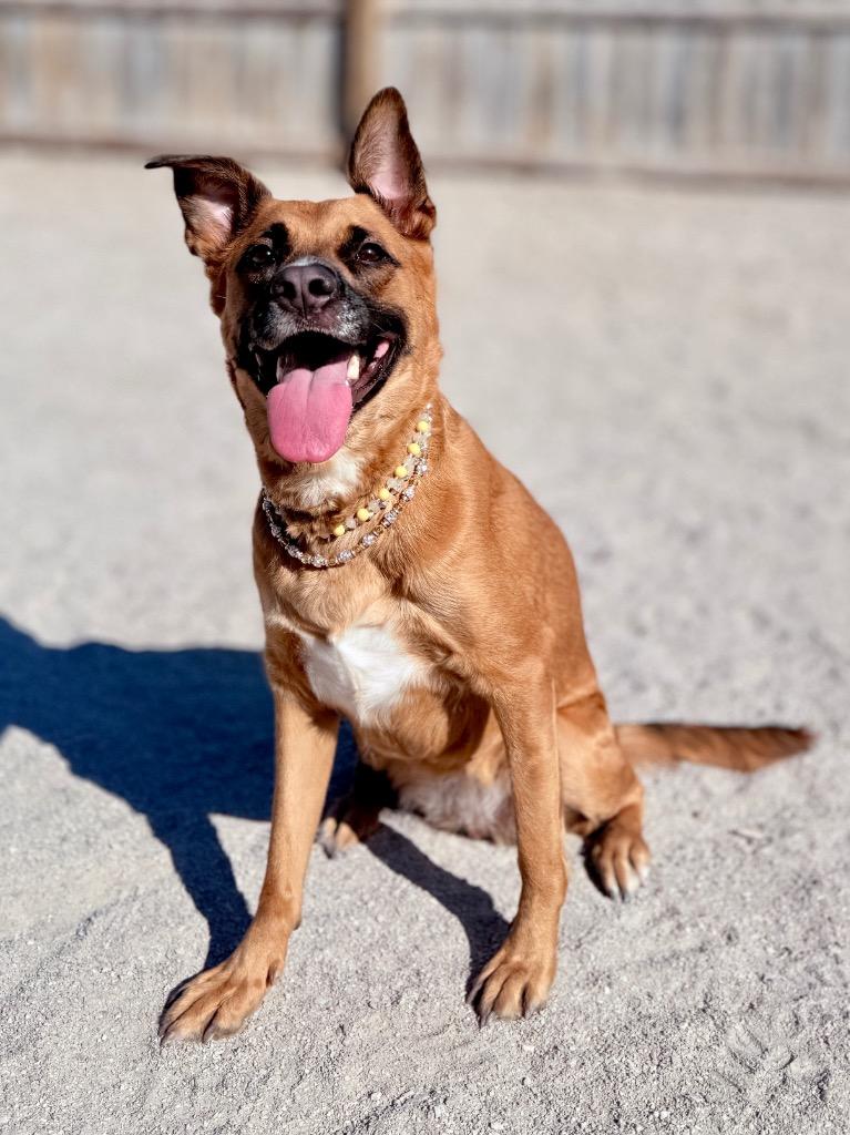 Rosie, Adoptable, Young Female Rhodesian Ridgeback & Shepherd.