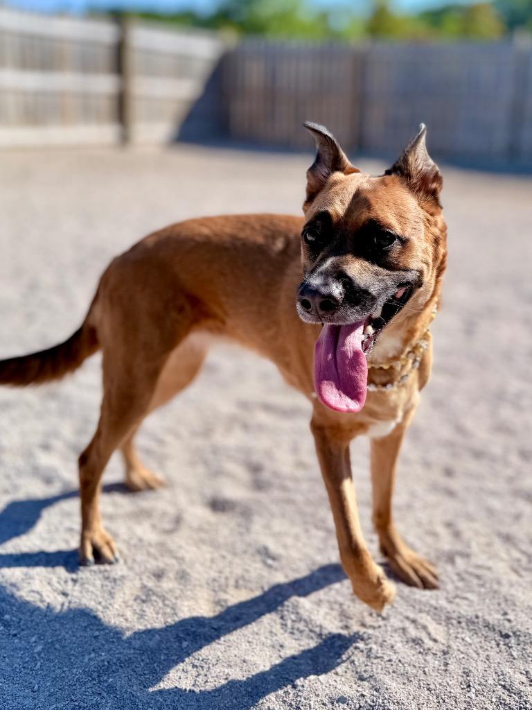 Enlarge Rosie, a Adoptable mixed breed in Muskegon, MI image 3/4