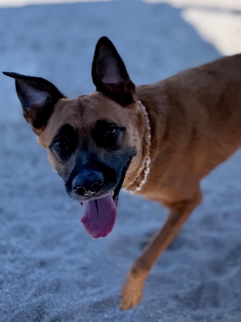 Enlarge Rosie, a Adoptable mixed breed in Muskegon, MI image 4/4