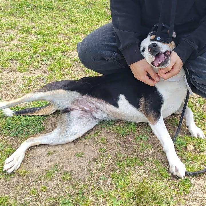 Enlarge Sam, a Adoptable mixed breed in Springdale, AR image 1/6