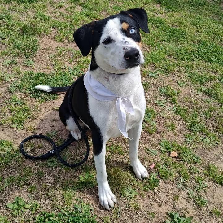 Enlarge Sam, a Adoptable mixed breed in Springdale, AR image 2/6