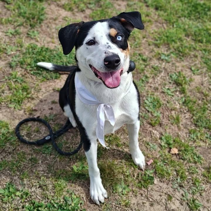 Enlarge Sam, a Adoptable mixed breed in Springdale, AR image 3/6