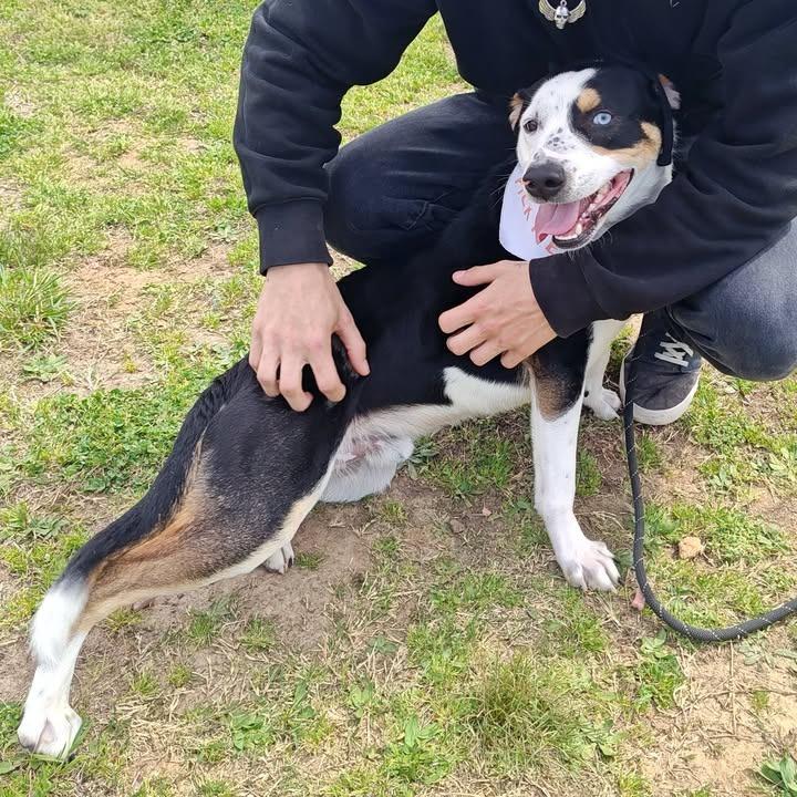 Enlarge Sam, a Adoptable mixed breed in Springdale, AR image 4/6