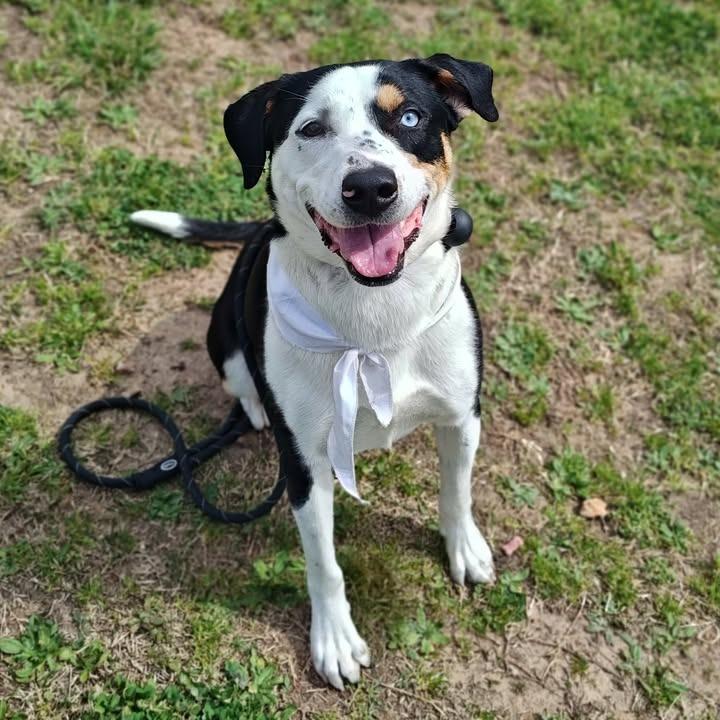 Enlarge Sam, a Adoptable mixed breed in Springdale, AR image 5/6