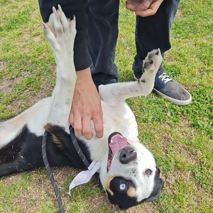 Enlarge Sam, a Adoptable mixed breed in Springdale, AR image 6/6