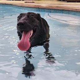 Cleopatra, Adoptable, Adult Female German Shepherd Dog & Black Labrador Retriever.