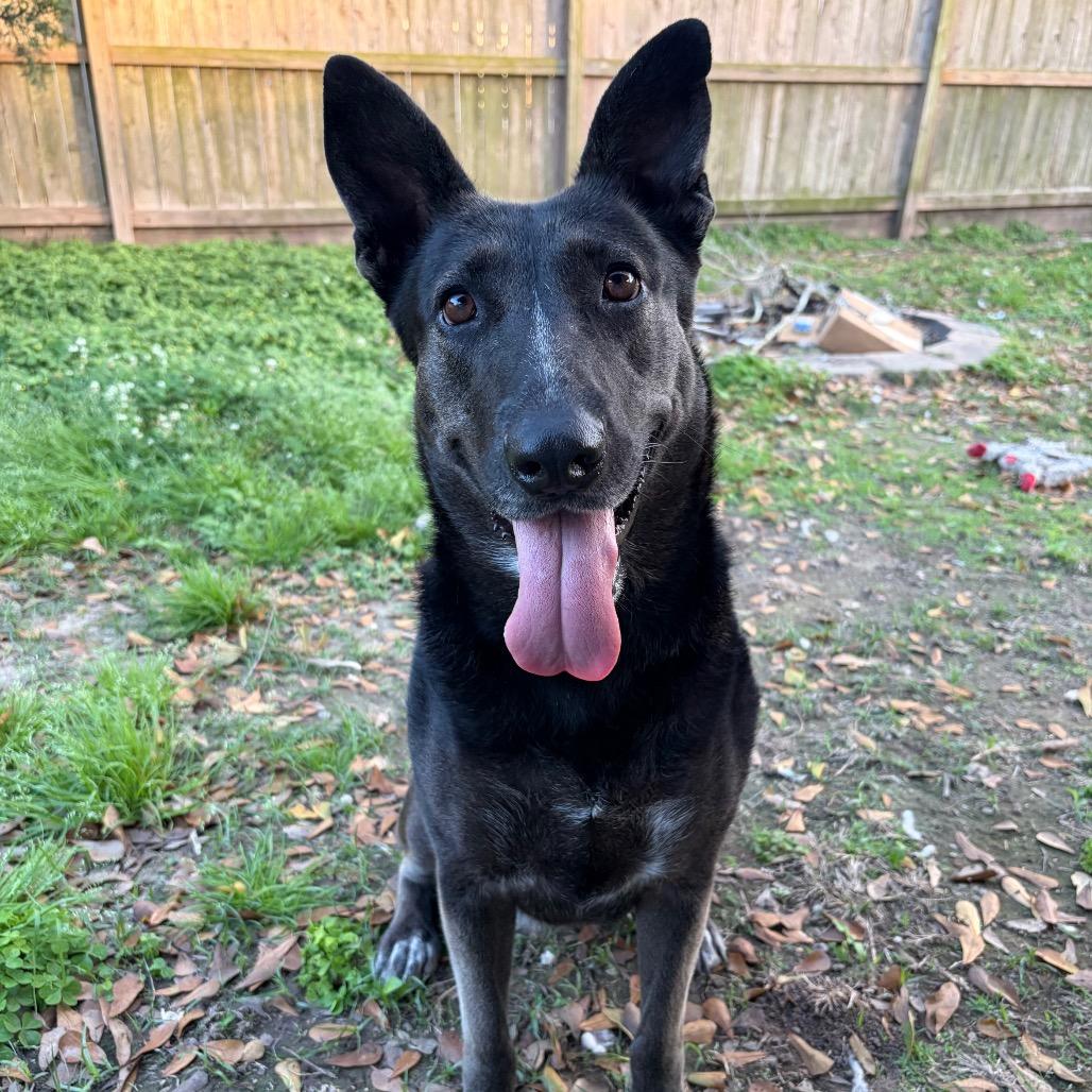 Enlarge Cleopatra, a Adoptable mixed breed in Lake Placid, NY image 2/6