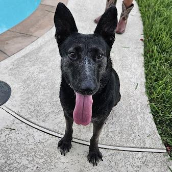 Cleopatra, Adoptable, Adult Female German Shepherd Dog & Black Labrador Retriever.