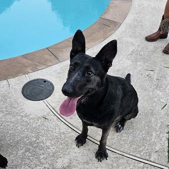 Enlarge Cleopatra, a Adoptable mixed breed in Lake Placid, NY image 3/5