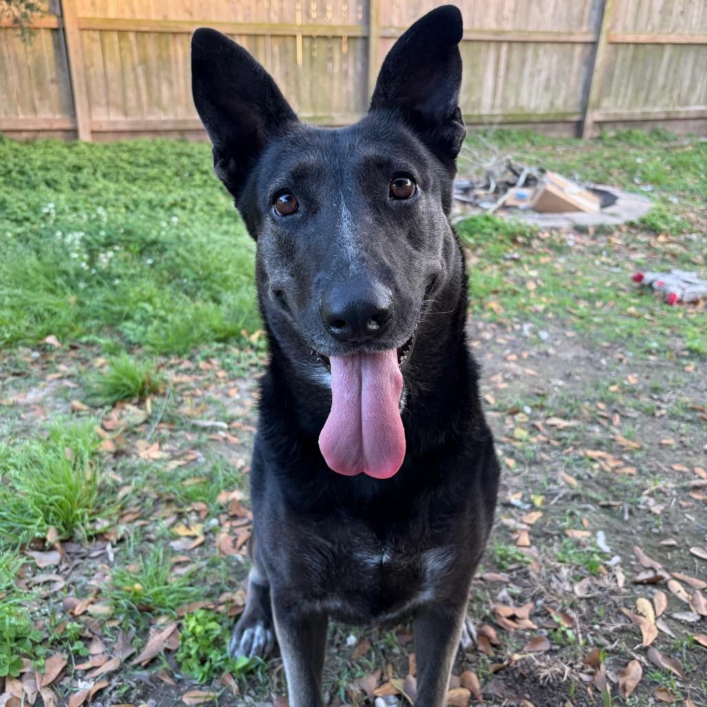 Enlarge Cleopatra, a Adoptable mixed breed in Lake Placid, NY image 3/6