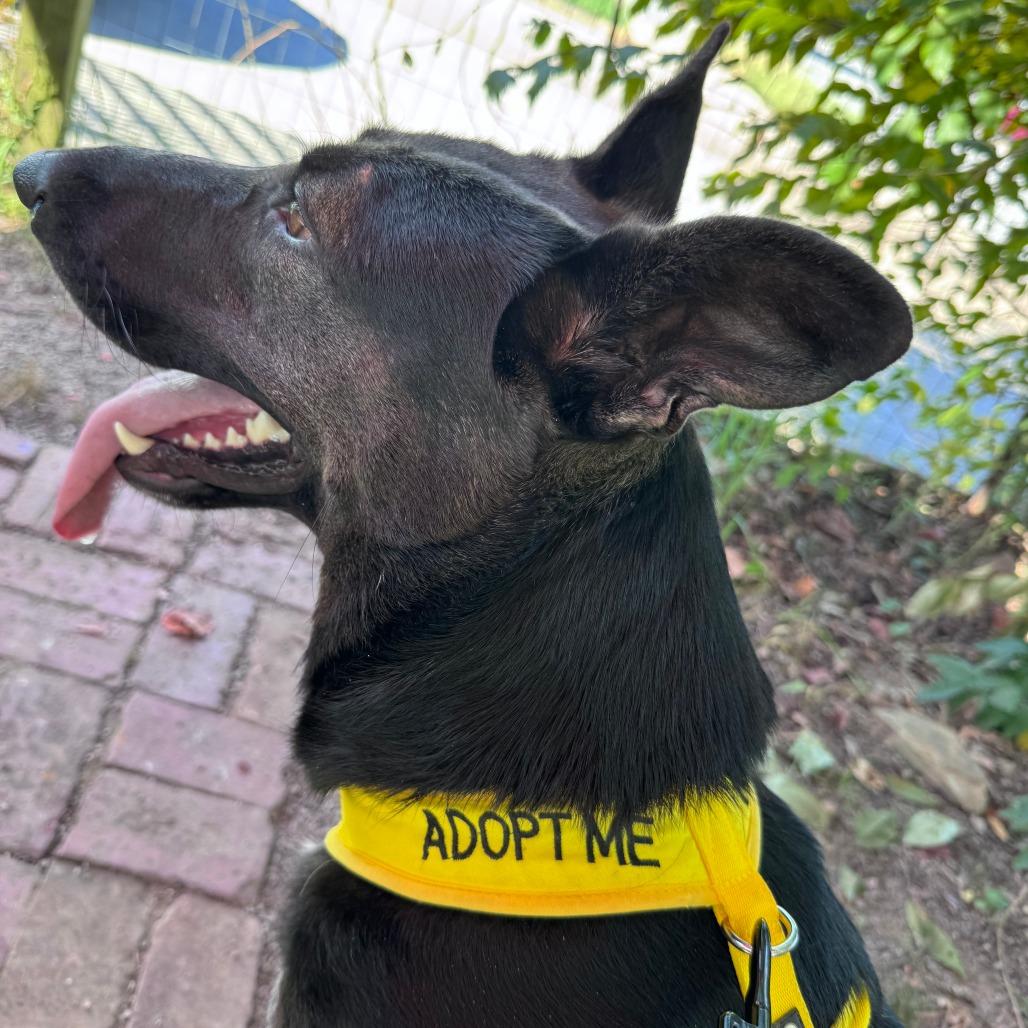 Enlarge Cleopatra, a Adoptable mixed breed in Lake Placid, NY image 4/5