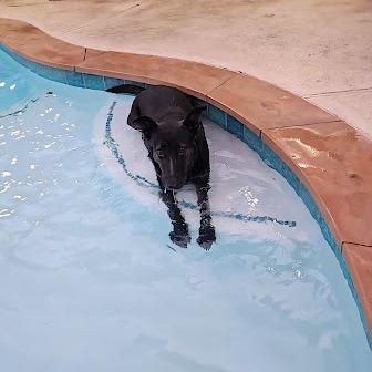 Enlarge Cleopatra, a Adoptable mixed breed in Lake Placid, NY image 5/5