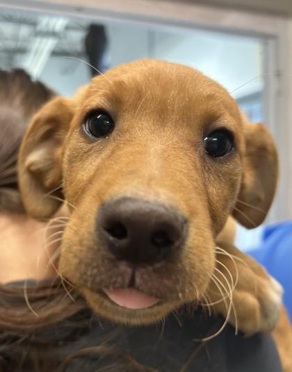 Enlarge Gouda, an adopted Mixed Breed in Rapid City, SD image 1/1