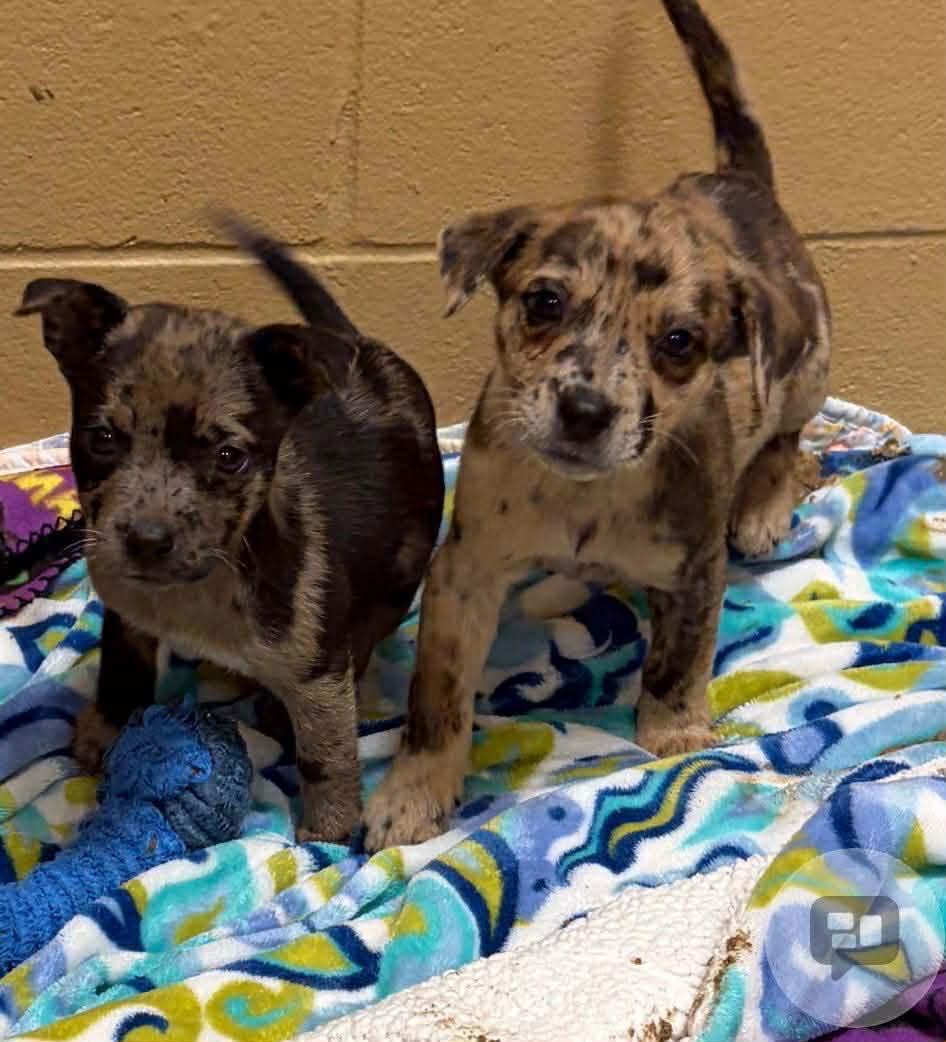 Fiona Louisiana thumbnail 2