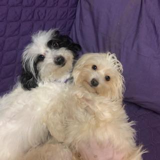 WINNIE & BONNIE, a Adoptable mixed breed image 2/5
