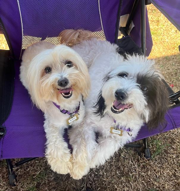 WINNIE & BONNIE, Adoptable, Adult Female Dachshund & Poodle.