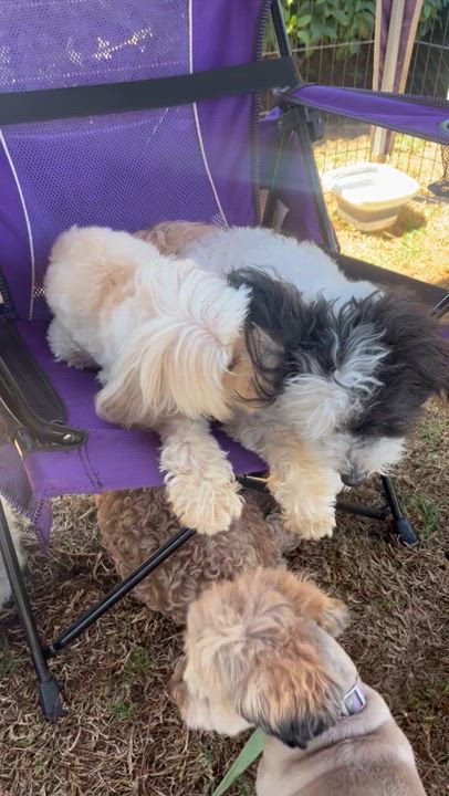 Enlarge WINNIE & BONNIE, a Adoptable mixed breed video 5/5