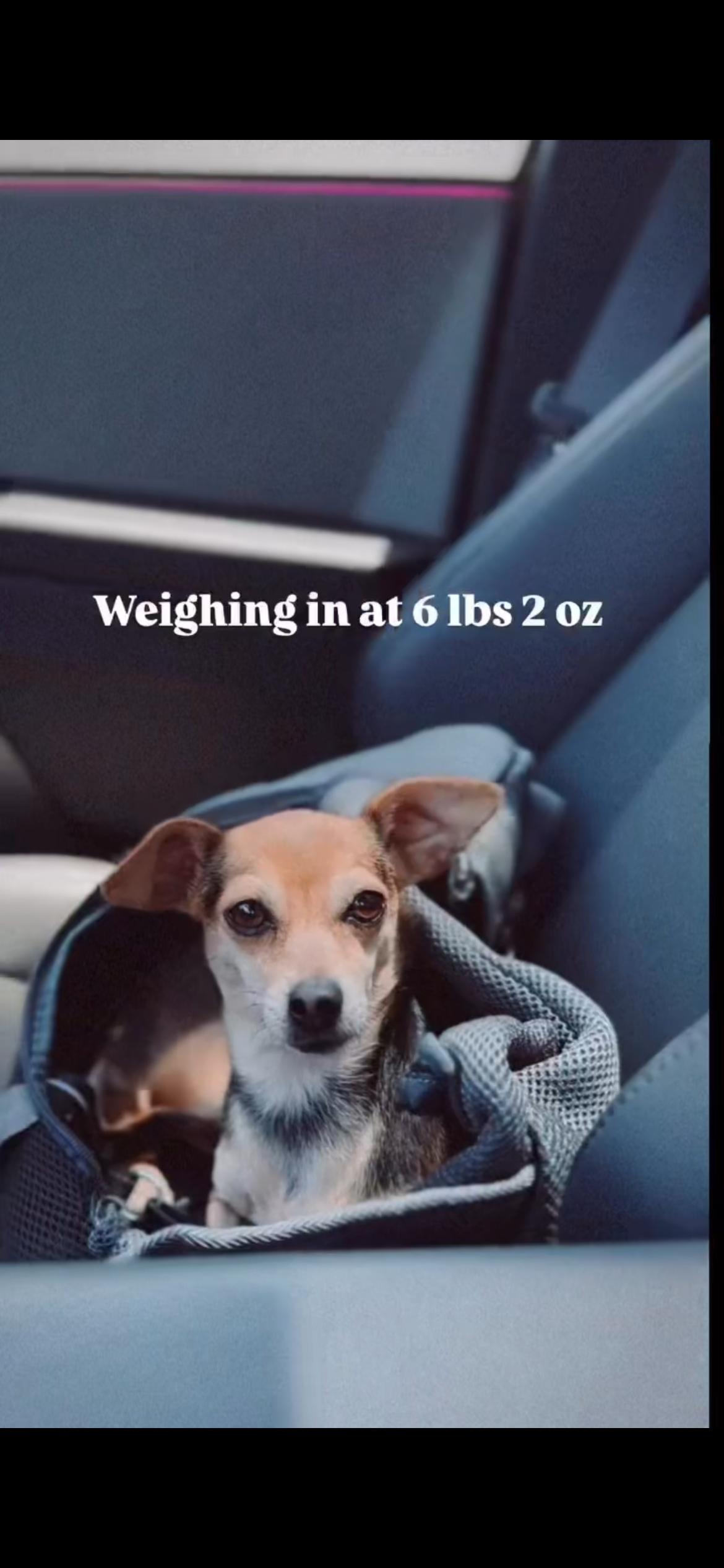 Cuppie, Adopted, Adult Female Chihuahua.