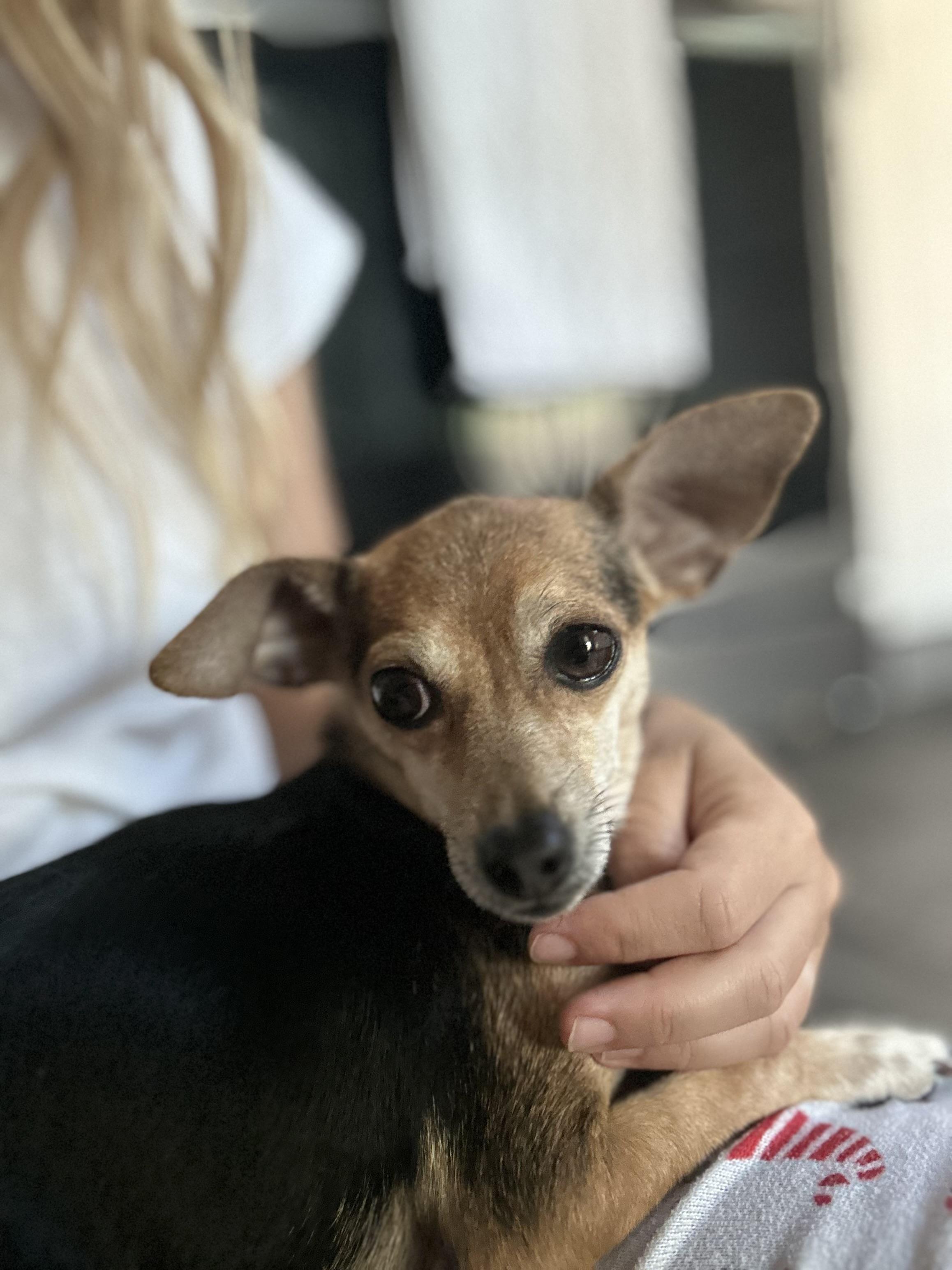 Enlarge Cuppie, a Adopted mixed breed in Palm desert, CA image 2/3