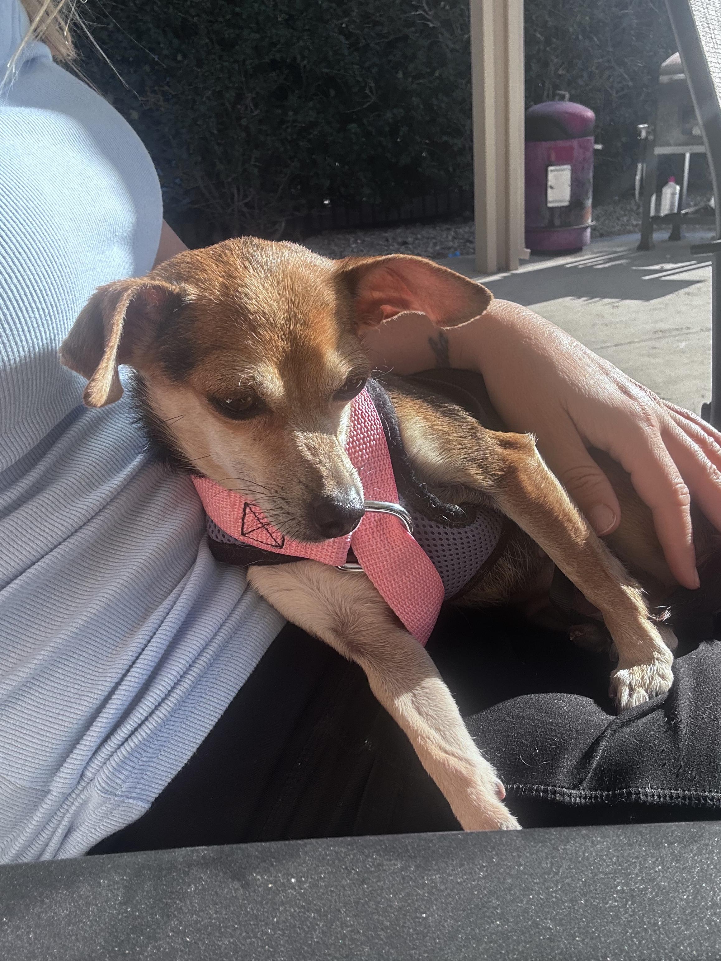 Enlarge Cuppie, a Adopted mixed breed in Palm desert, CA image 3/3
